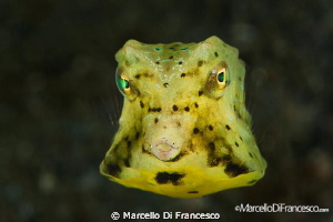 Look at me !! by Marcello Di Francesco 